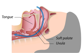 Diagram of normal breathing showing air passage through the nose and mouth 